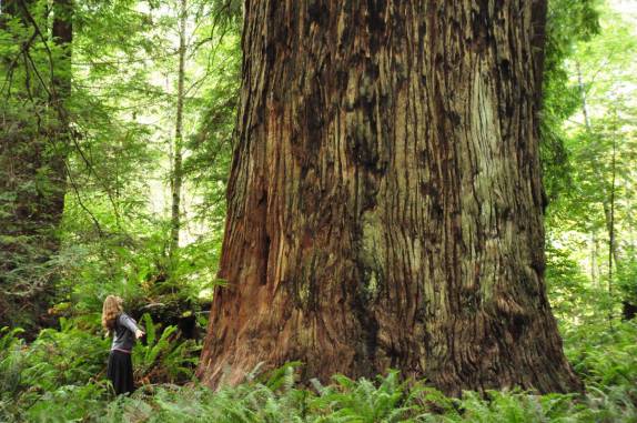 Impressionada com o tamanho de uma das redwoods do Redwood National Park, no norte da Califórnia, nos Estados Unidos